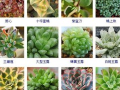 “144種多肉植物名稱大全，常見品種”
